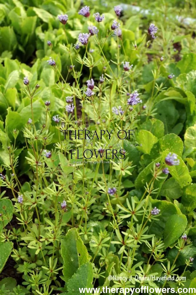 Asperula azurea therapyofflowers.com