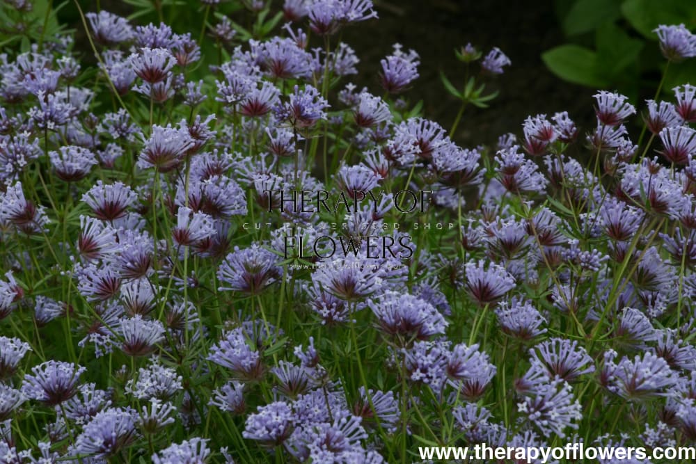 Asperula azurea - therapyofflowers.comseeds