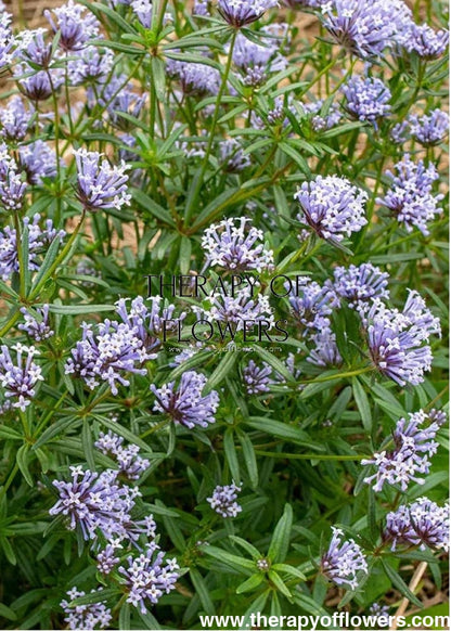 Asperula azurea | Blue woodruff therapyofflowers.com
