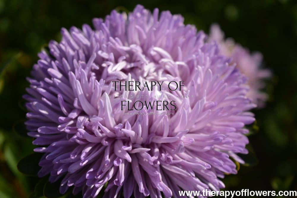 Aster Chrisantella Lilac Mist - therapyofflowers.comflowers