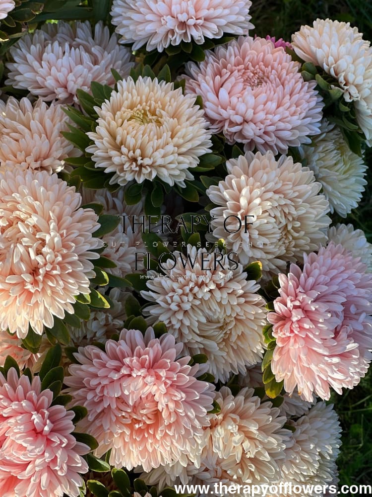 Aster Chrisantella Lotos Flower - therapyofflowers.comSeeds
