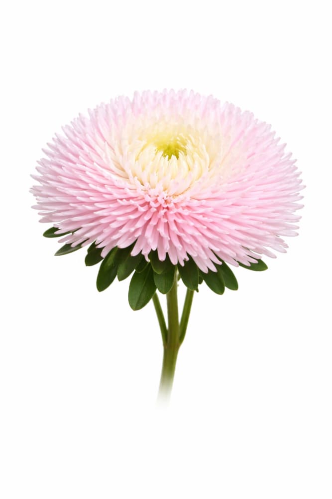 Aster Juwel Rose quartz | Callistephus chinensis - 30 seeds / 60-75 cm - seeds