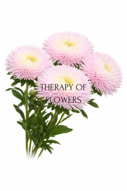Aster Juwel Rose quartz | Callistephus chinensis - 30 seeds / 60-75 cm - seeds