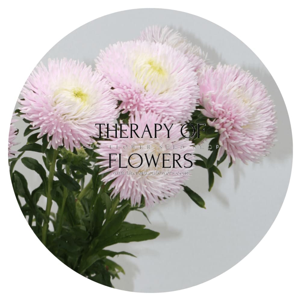 Aster Juwel Rose quartz, white - rose - therapyofflowers.comseeds