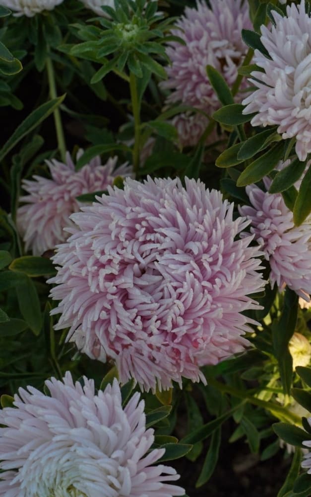 Aster Juwel Rose quartz, white-rose therapyofflowers.com