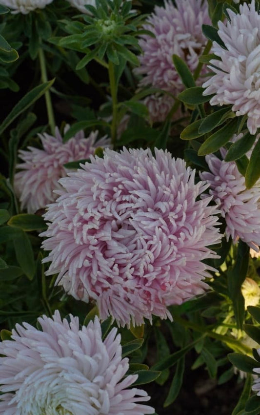 Aster Juwel Rose quartz, white-rose therapyofflowers.com