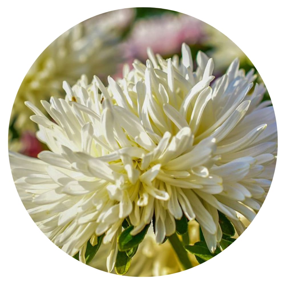 Aster Lady Coral® Creamy White | Callistephus chinensis therapyofflowers.com