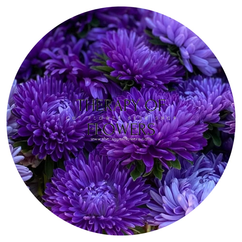 Aster Lady Coral® Dark Blue FS