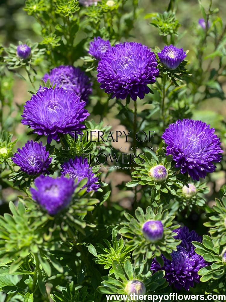 Aster Lady Coral® Dark Blue FS.