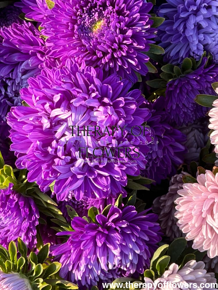 Aster Lady Coral® Dark Blue FS.
