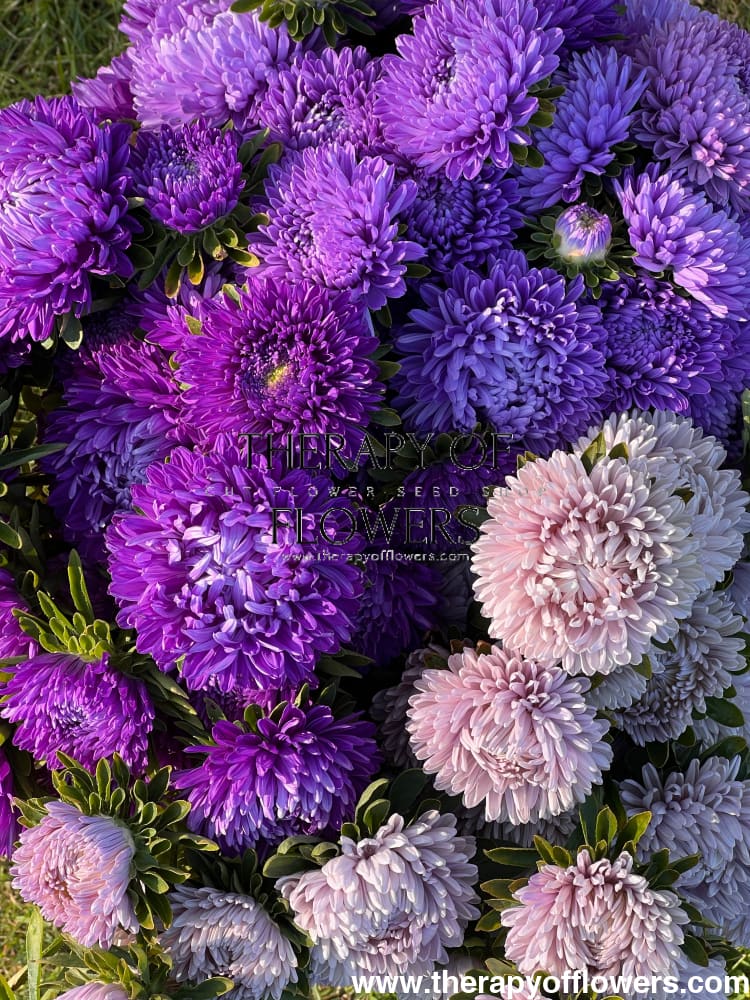 Aster Lady Coral® Dark Blue FS.