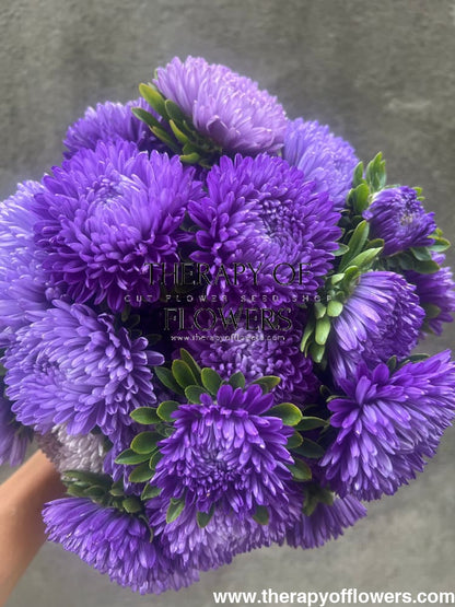 Aster Lady Coral® Dark Blue | Callistephus chinensis - 30 seeds / Velvety deep blue - Seeds