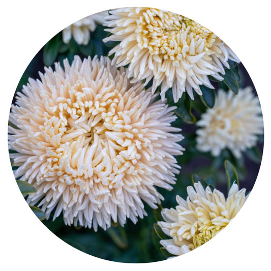 Aster Lady Coral® Golden | Callistephus chinensis therapyofflowers.com