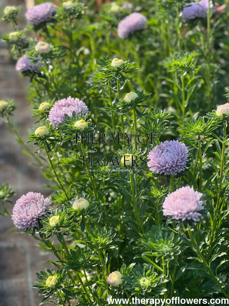 Aster Lady Coral® Lavender.