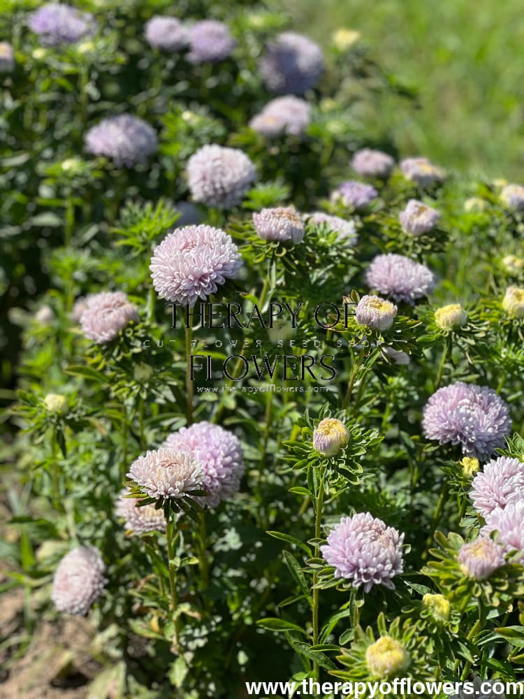 Aster Lady Coral® Lavender.