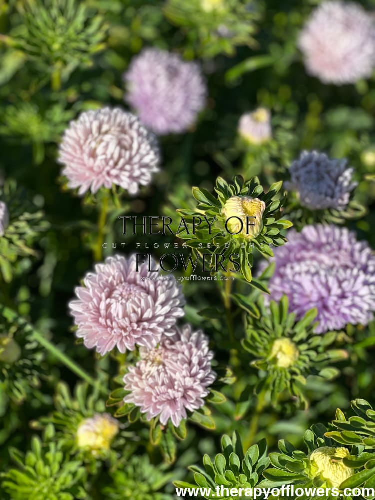 Aster Lady Coral® Lavender.