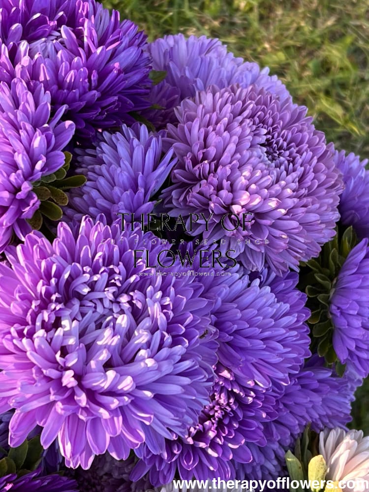 Aster Lady Coral® Light Blue.