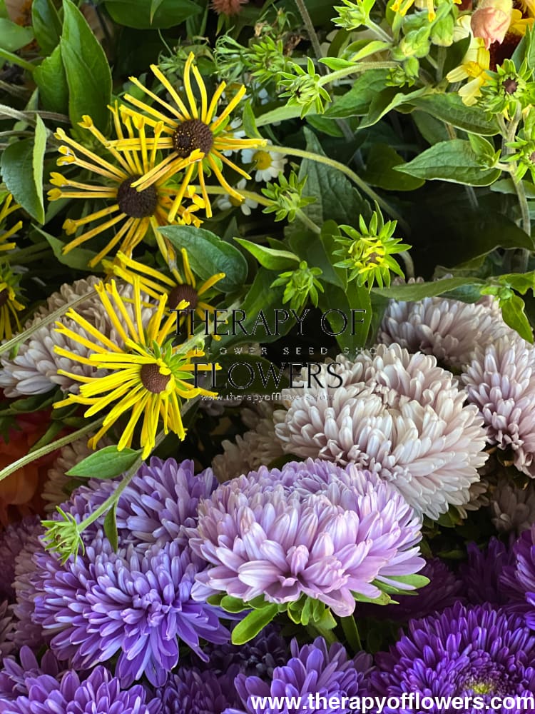 Aster Lady Coral® Light Blue.