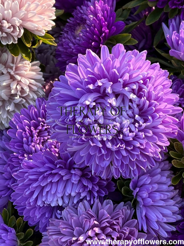Aster Lady Coral® Light Blue.