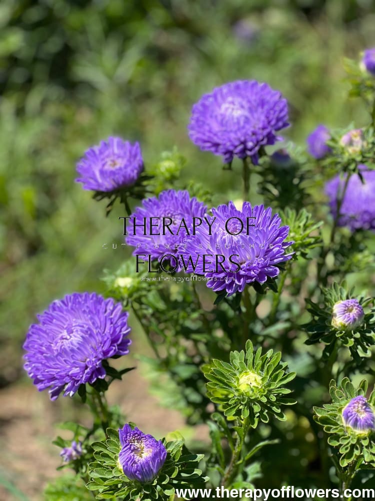 Aster Lady Coral® Light Blue.