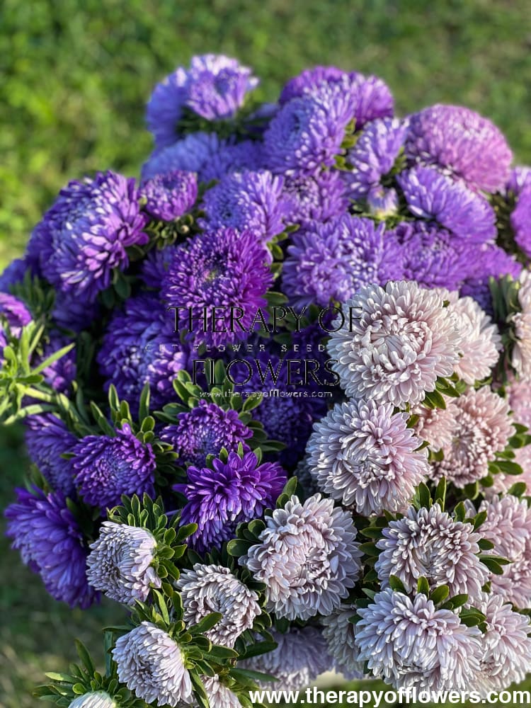 Aster Lady Coral® Light Blue.