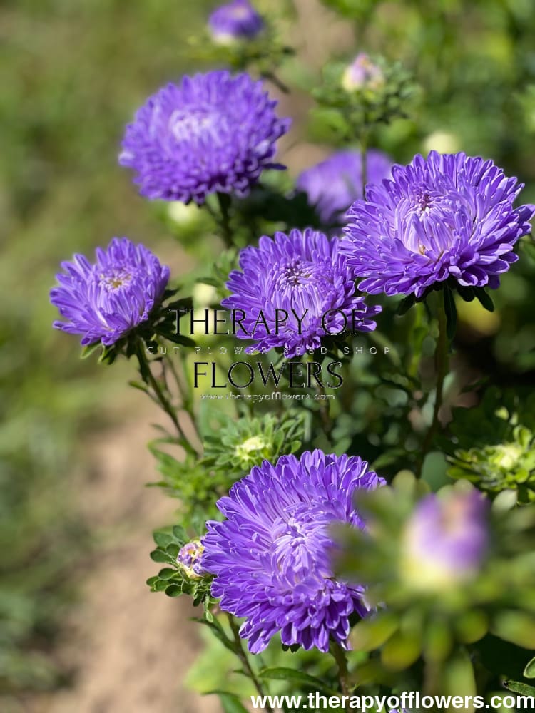Aster Lady Coral® Light Blue.