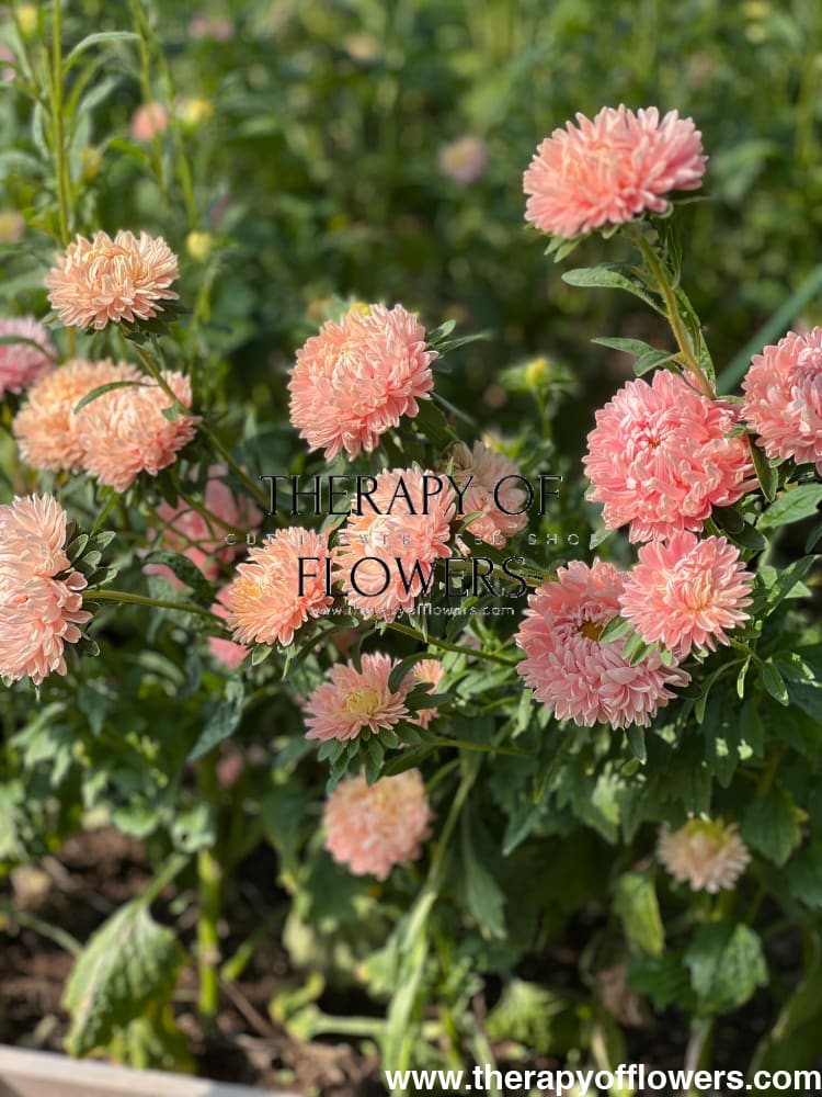 Aster Lady Coral® Salmon | Callistephus chinensis therapyofflowers.com