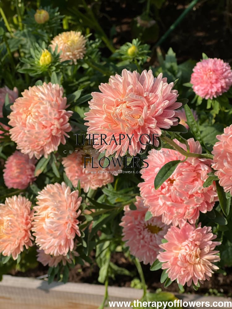 Aster Lady Coral® Salmon | Callistephus chinensis therapyofflowers.com