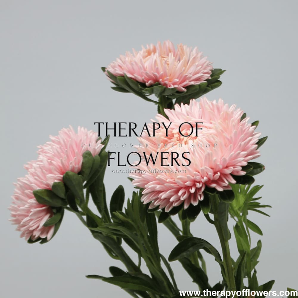 Aster Lady Coral® Salmon - therapyofflowers.comflowers