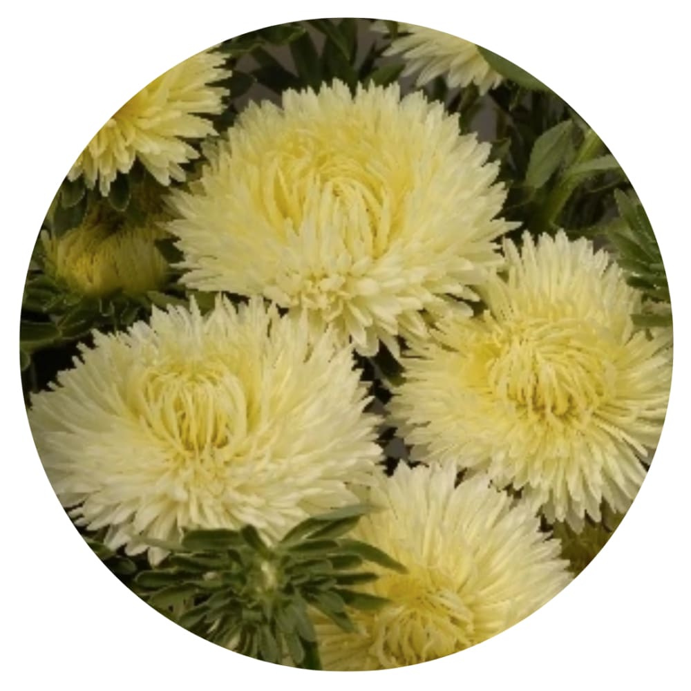 Aster Lady Coral® Yellow | Callistephus chinensis therapyofflowers.com