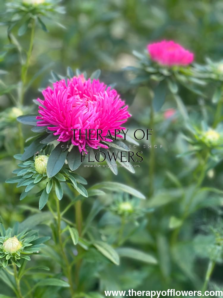 Aster NEW Syringa Terra-cotta.