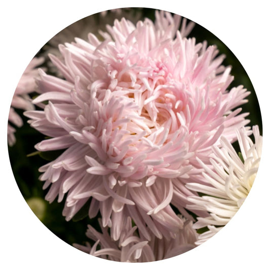 Aster NEW Veil therapyofflowers.com