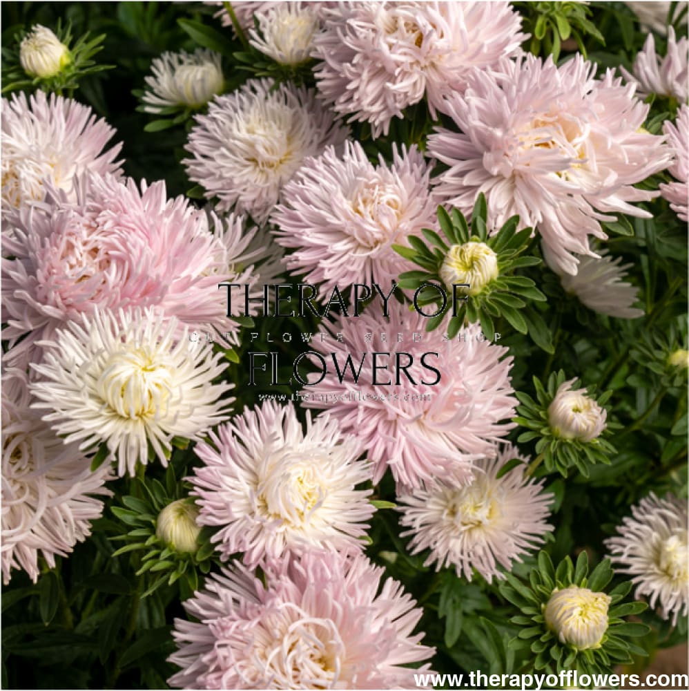 Aster NEW Veil therapyofflowers.com