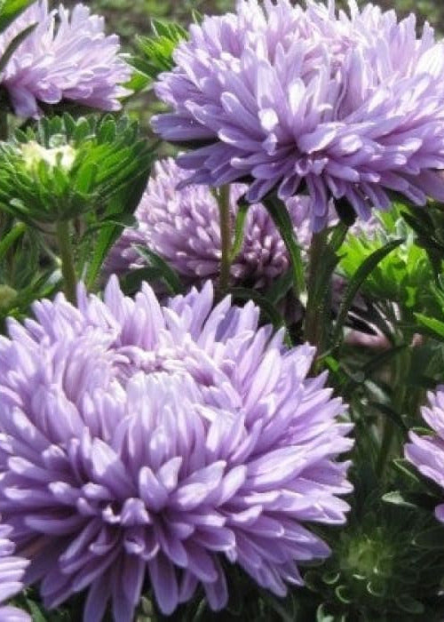 Aster Syringa Lavender therapyofflowers.com