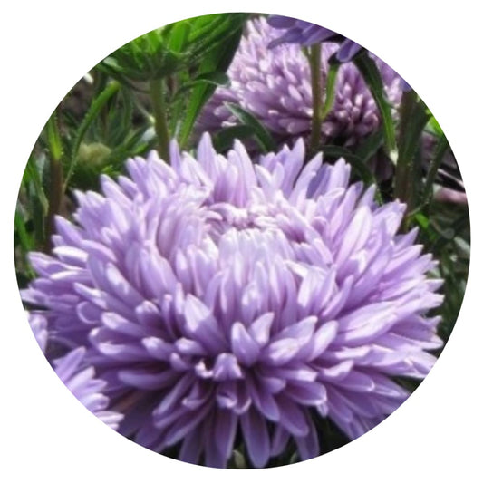 Aster Syringa Lavender therapyofflowers.com