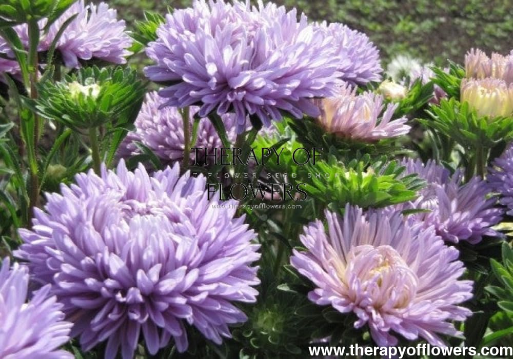 Aster Syringa Lavender therapyofflowers.com