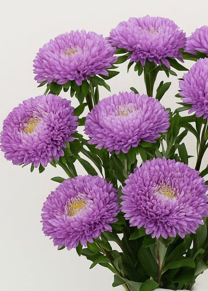 Aster Syringa Lilac therapyofflowers.com