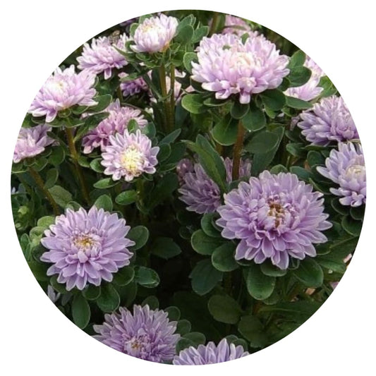 Aster Trobador Lavender therapyofflowers.com