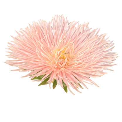 Aster Valkyrie Brünhilde Chamois - 30 seeds / 60-70 cm / Chamois - Seeds