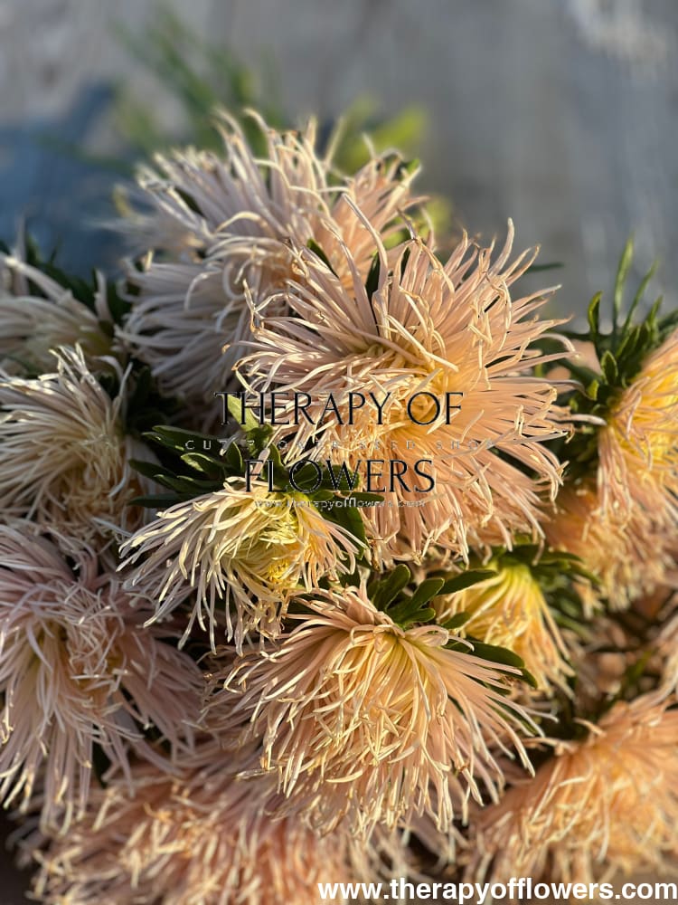 Aster Valkyrie Brünhilde, Chamois.