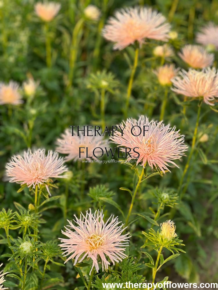 Aster Valkyrie Brünhilde, Chamois.