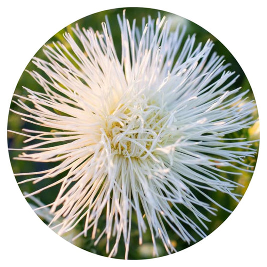 Aster Valkyrie Isolde, white.