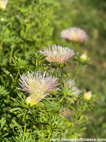 Aster Valkyrie Tristan, pink.