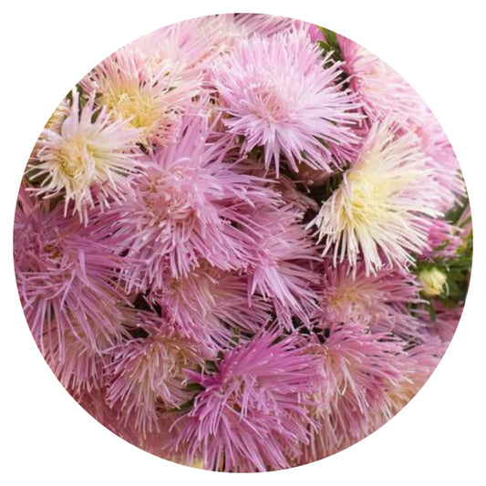 Aster Valkyrie Tristan, pink.