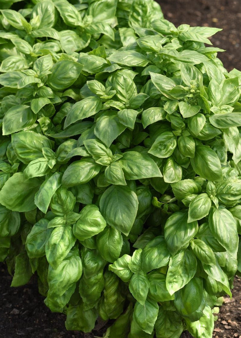 Everleaf Genovese Basil | Ocimum basilicum therapyofflowers.com