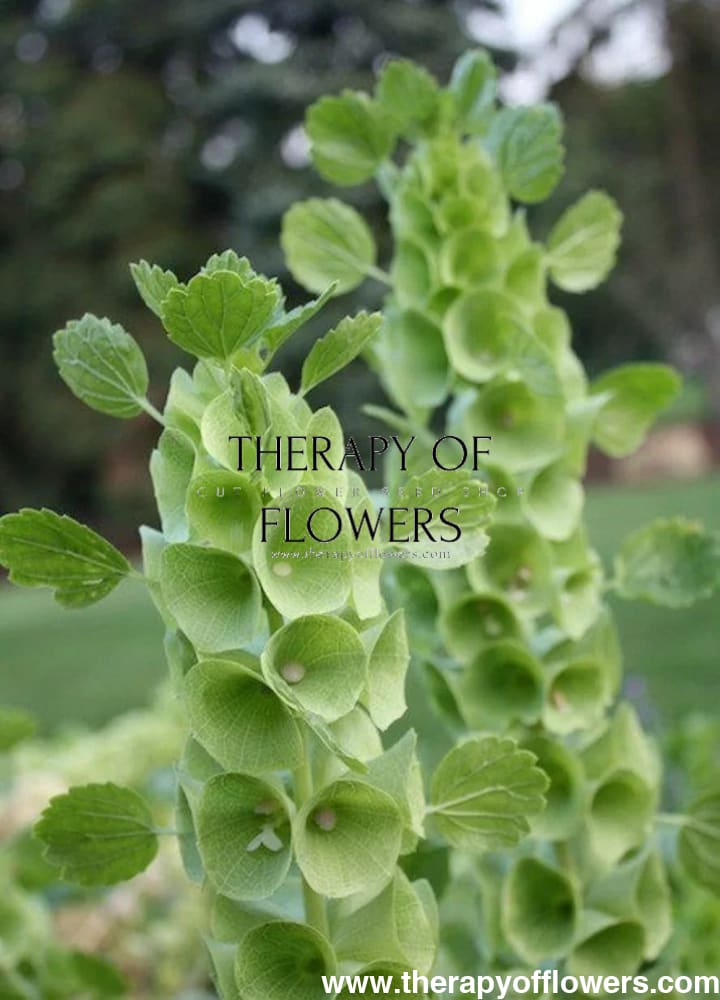 Bells of Ireland Moluccella laevis therapyofflowers.com