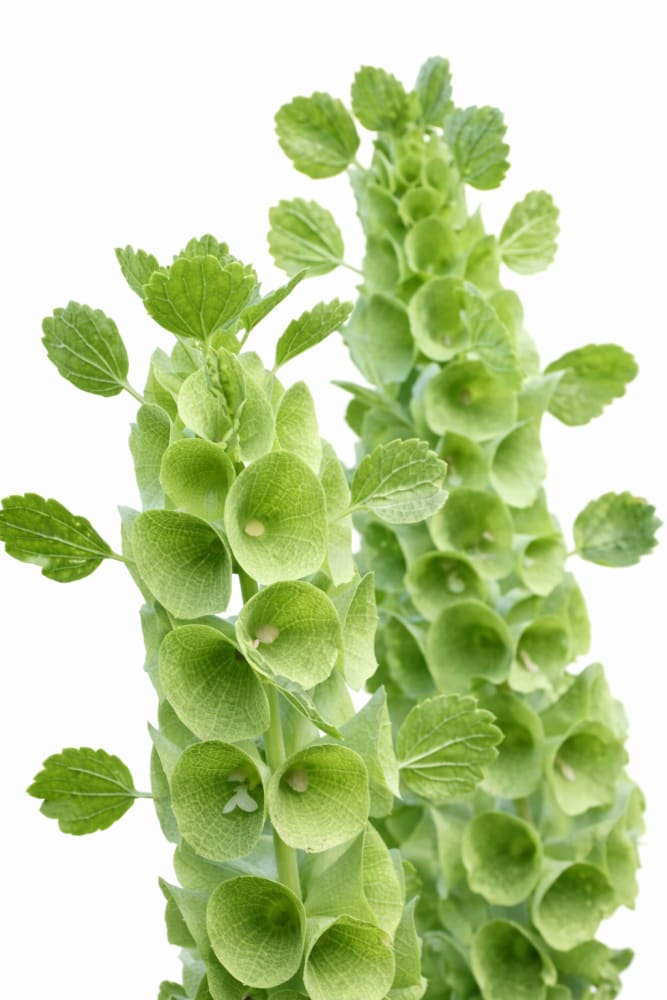 Bells of Ireland Moluccella laevis - seeds