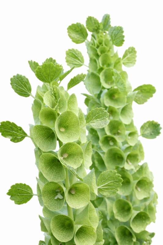 Bells of Ireland Moluccella laevis - seeds