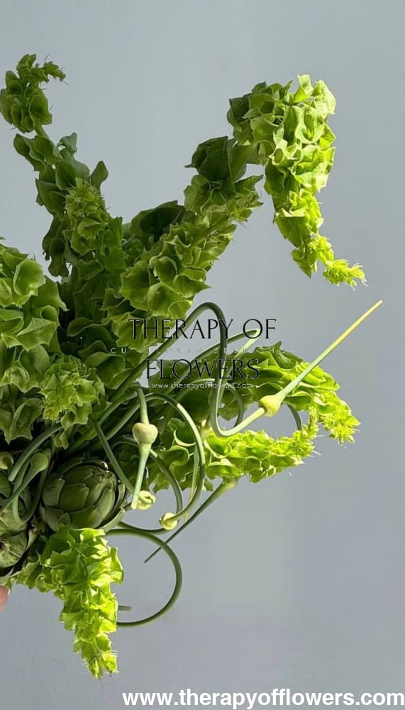 Bells of Ireland Moluccella laevis therapyofflowers.com