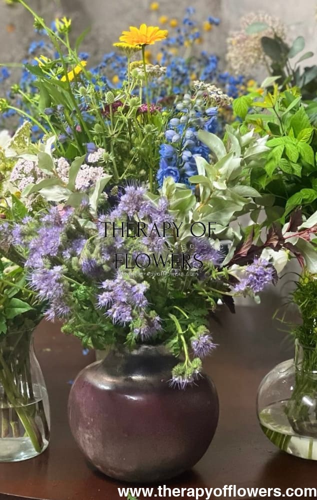 BIO Fiddleneck | Phacelia tanacetifolia therapyofflowers.com